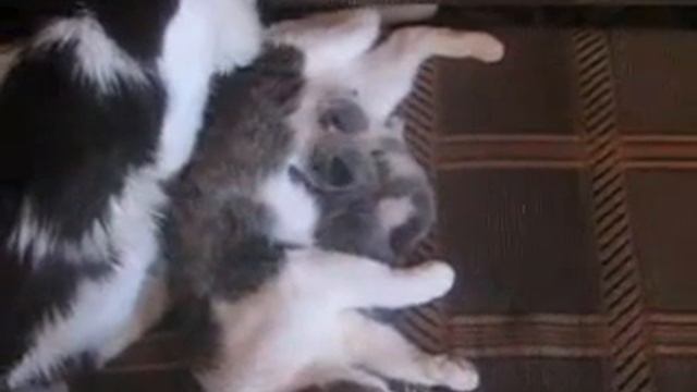 Ласковый папа смотреть онлайн