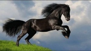 Что означает лошадь? К чему снятся лошади? Трактовка сна