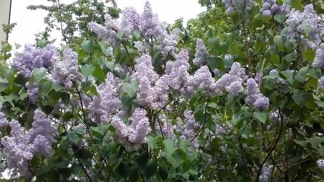 Как сохранить сирень в срезке. смотреть онлайн