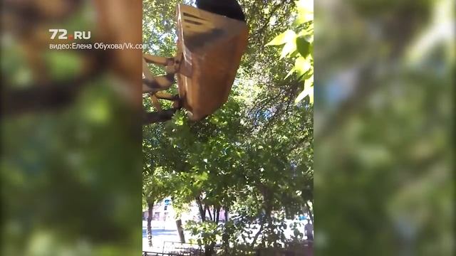 В Тюмени тракторист достал с дерева кошку смотреть онлайн