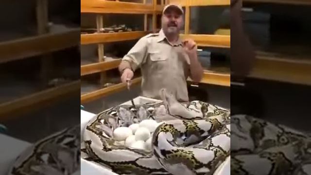 Питон атака смотреть онлайн