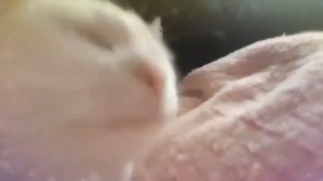 КОТ ТАНЦУЕТ ПОД ФОРТЕПИАНО смотреть онлайн