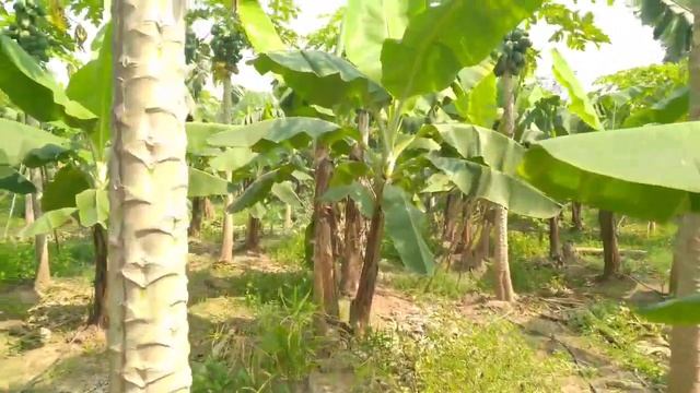 NPK Fertilizers|Water soluble fertilizer|00:00:50|19:19:19|నీటిలో కరిగే ఎరువులు. смотреть онлайн