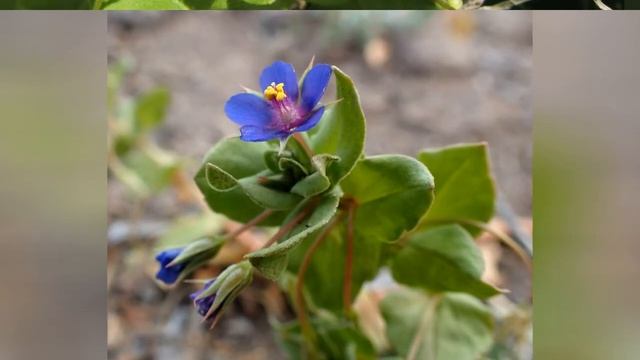 АНАГАЛЛИС (ANAGALLIS)