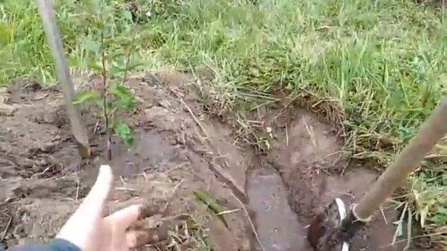 как правильно посадить грушу на севере смотреть онлайн