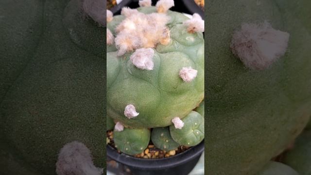 翠冠玉　Lophophora diffusa　2022 12 04　＃Shorts смотреть онлайн