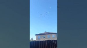 Таджикские бойные голуби , лалаки, воки , черногрудые-краснагрудые .Голуби Таджикистана!!!