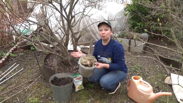 Чем подкормить гортензию весной? Самая лучшая подкормка для гортензий.