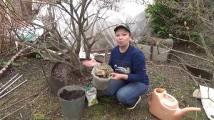 Чем подкормить гортензию весной? Самая лучшая подкормка для гортензий.