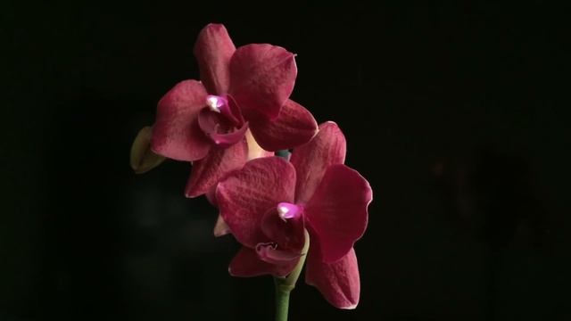 ПРИПЁР ОРХИДЕЮ редкую из Ашана, что с фаленопсисами купленными в интернете? смотреть онлайн