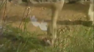 Виктор Клименко: «КТО ЭТО ТАМ ВЕРХОМ?»