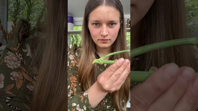 Эустома💕 смотреть онлайн