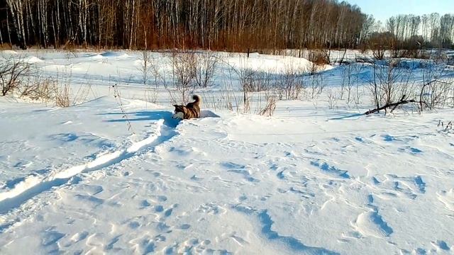 Милые женщины! Поздравляем Вас с праздником и дарим хорошее настроение, вместе с Умкой! смотреть онлайн
