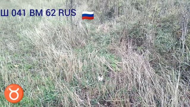 Вышел на коп, а нашел грибы и встретил двух Косулей смотреть онлайн