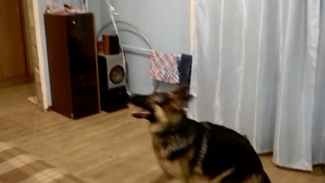 Развлекуха для овчарки смотреть онлайн