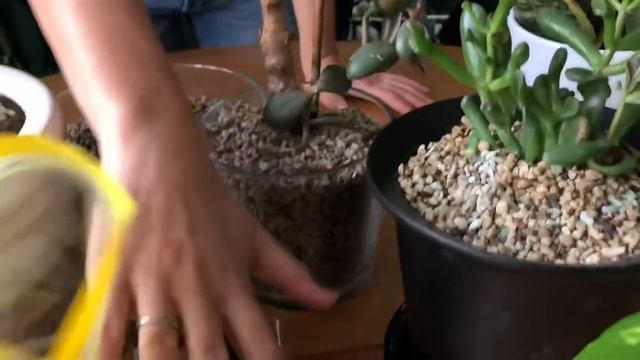 Субстрат для растений смотреть онлайн