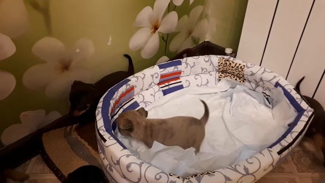 Приучение щенков к пеленке. смотреть онлайн