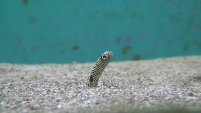 Węgorz ogrodowy (Heteroconger hassi) смотреть онлайн