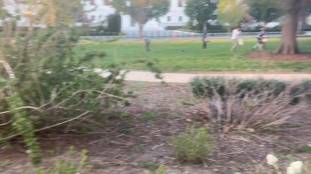 Празднование католической пасхи в центре Вашингтона. Сбор детьми пасхальных яиц - 17 апреля 2022 №2