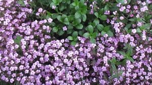 Мыльнянка(сапонария)  почвопокровный  многолетник