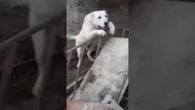Волчок 10.м. смотреть онлайн