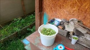 Сбор актинидии на Урале