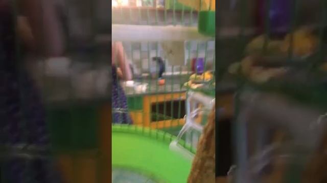 Попугай пук