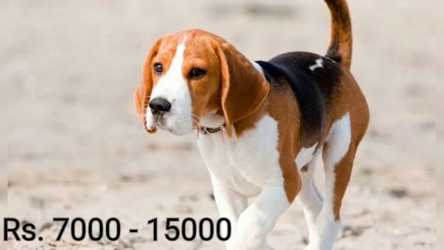 Dogs price list | டாக்ஸ் பிரைஸ் | part 1 | Tamil смотреть онлайн