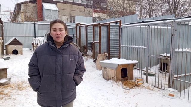 Пункт передержки бездомных животных Ковчег поздравляет всех с наступающим Новым годом 🎄 смотреть онлайн