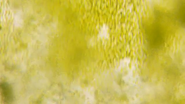 Паста из хлореллы под микроскопом смотреть онлайн