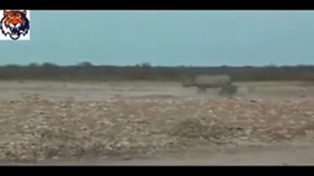 Самое удивительное дикое животное нападет Лев vs Бегемот настоящий бой, буйвол против носорога леге смотреть онлайн