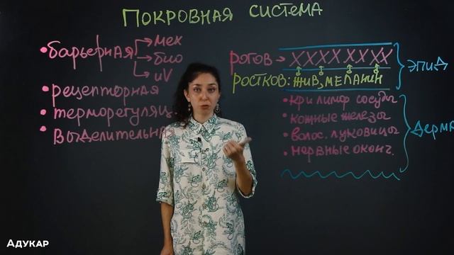 Покровная система человека| Биология ЦТ, ЕГЭ смотреть онлайн