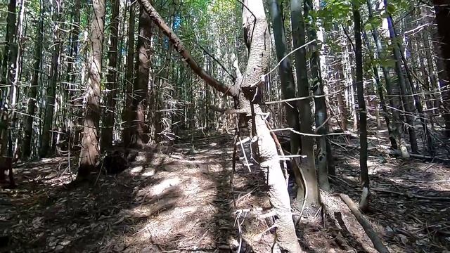 Хороший результат по Білі Гриби в Карпати смотреть онлайн