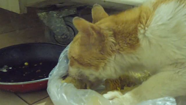 Cat eating corn Кот ест кукурузу смотреть онлайн