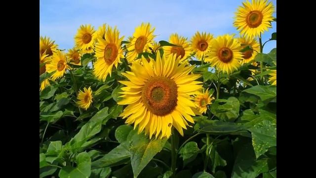 Подсолнечник однолетний   Helianthus Annuus