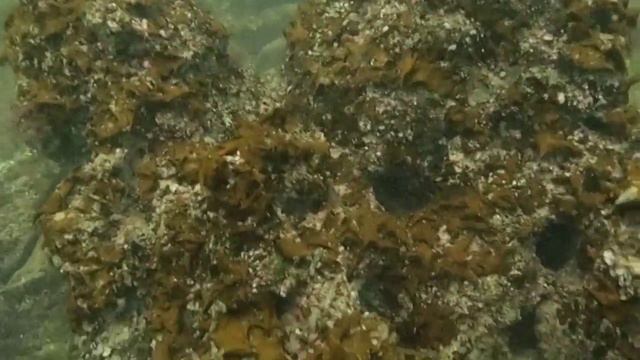 Гмуркане от лодка пред Мириус смотреть онлайн