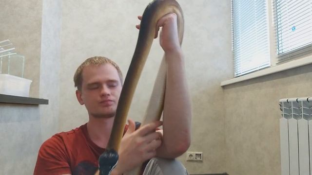 Немного о моих Leiopython albertisii смотреть онлайн