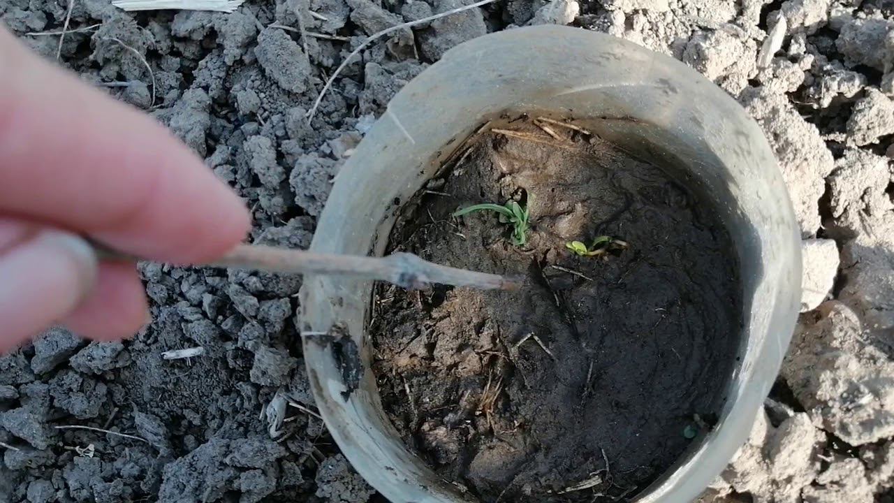 11 апреля 2020 г.