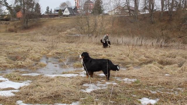 Ахтырка, Чейзи, лужи 09.04.2016 MVI 6081 смотреть онлайн