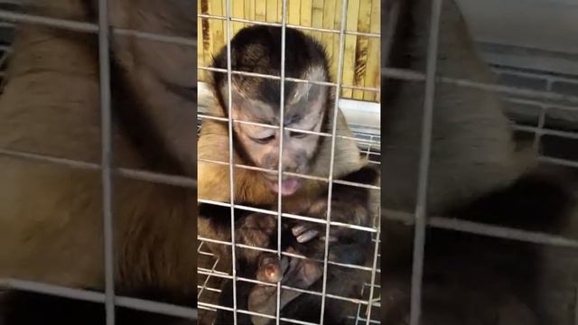 Экзотеррариум Живые Тропики!в Тольятти!. смотреть онлайн