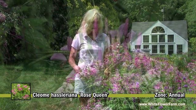 Cleome hassleriana 'Rose Queen' смотреть онлайн