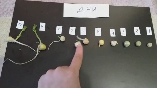 опыт проращивания гороха 💐🌻🍃🌿