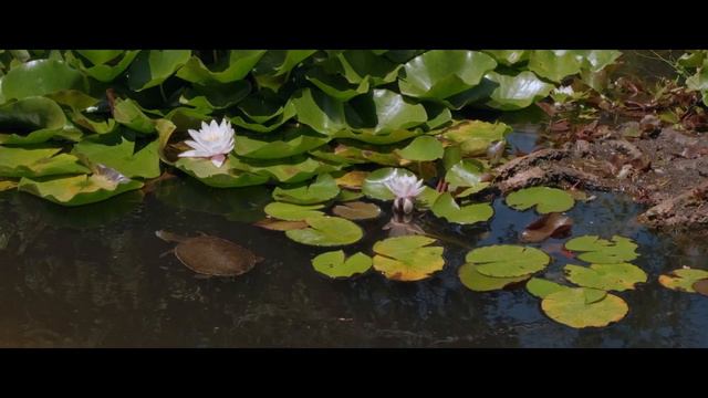Lotus Pond (EXTENDED) - Aakash Gandhi