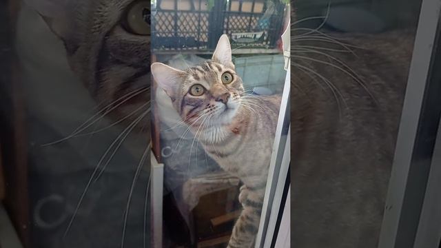 Бенгальский кот