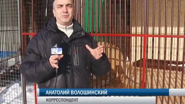 Дети в зоопарке Сызрани смотреть онлайн