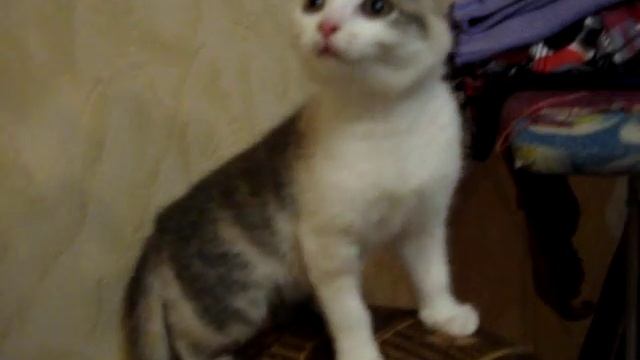 Котенок боится руки смотреть онлайн