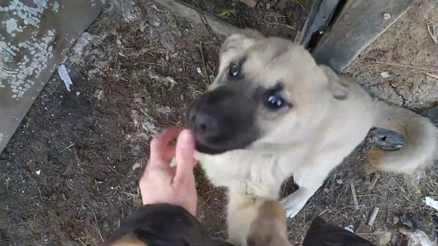 чудо в инкубаторе! отходы курам! Влог о деревенской жизни! смотреть онлайн