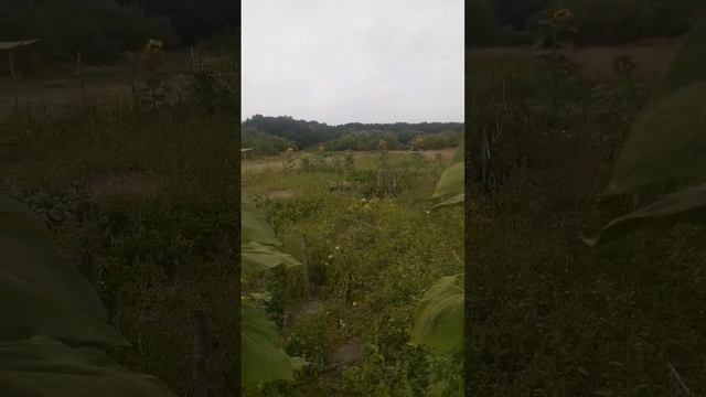 И расцвел подсолнух. смотреть онлайн