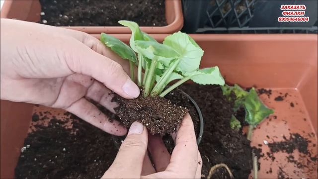 Когда нужно СРОЧНО ОМОЛАЖИВАТЬ ? ФИАЛКИ ⁉️ смотреть онлайн