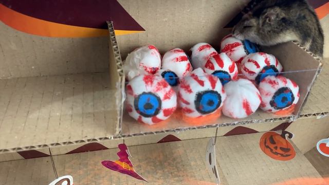 Hamster Halloween Obstacle Course 🎃 Maze With Traps 😲 Hamsters Show